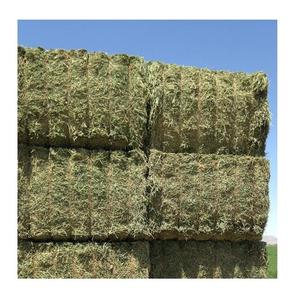 El mejor precio, heno de avena natural para caballos y ganado/heno de avena seca, stock a granel disponible con embalaje personalizado - Product Image 5