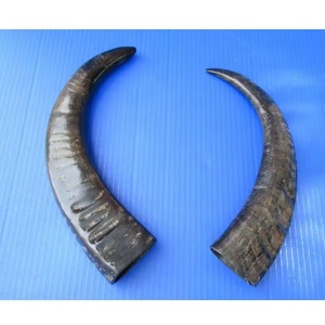 Cuerno de búfalo Natural pulido hecho a mano, respetuoso con el medio ambiente para joyería, mango de cuchillo, taza y decoración, estilo Animal - Product Image 6
