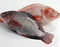 Bonne qualité et Offre Spéciale Poisson de tilapia rouge congelé Filet de tilapia congelé Filet de poisson congelé Tilapia Meilleurs fruits de mer Poisson congelé