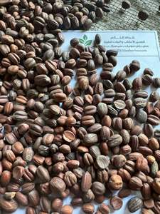 Premium Quality Dry Egyptian Jojoba 100% Pure Natural ISO 22000 Certified <b>Spices</b> and <b>Herbs</b> Raw Process AD Dried - Product Image 2