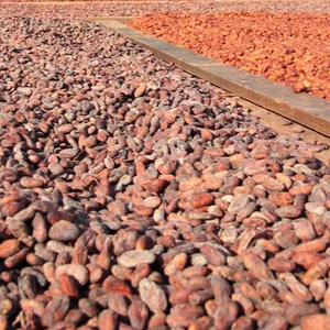 Premium Quality Organic Ariba Cocoa <b>Beans</b> Dried Raw <b>Cacao</b> - Product Image 1