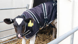 Meilleure qualité 70cm Super Deluxe Instrument vétérinaire manteau pour veaux haute imperméable vache ferme couverture respirant mollet veste - Product Image 3