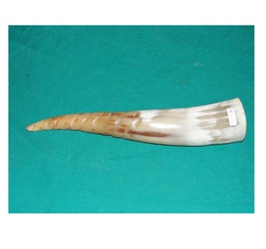Corne artisanale de haute qualité, son fort et résonant pour la musique, corne sonore d'animal polie avec style nautique - Product Image 2