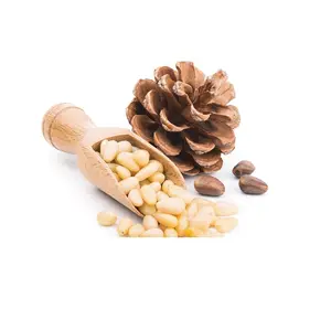 Wholesale Delicious Pine Nuts Kernel Price / cedar pine nut kernel