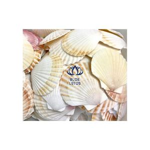 Oysster-conchas de costura muscular, precio bajo, se limpia - Product Image 3