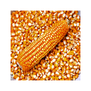 Maíz amarillo de alta proteína para alimentación animal Maíz seco a la venta Cultivo de maíz amarillo - Product Image 5