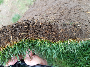 Graines de Fétuque Élevée Premium. Qualité Supérieure Croissance Rapide Festuca Arundinacea (Granditte DLF) - Product Image 3