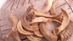 Venta directa de cuerno de oveja natural de alta calidad, mayorista hecho a mano, cuerno de oveja real, lámpara de sal para decoración del hogar, animales crudos - Product Image 2