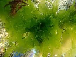 ULVA LACTUCA/SOPORTE DETOX/ETIQUETA LIMPIA/CRUDO Y NATURAL - Product Image 6