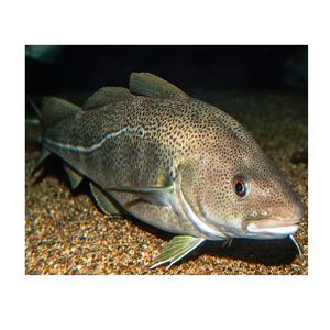 Fornitura di pesce merluzzo a buon mercato disponibile per l'imballaggio ideale per i trasformatori di frutti di mare alberghi ristoranti e commercianti di esportazione di cibo - Product Image 4