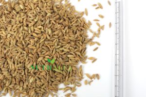 Exportation En Gros Graines De Fenouil Assaisonnement Herbes Épices - Product Image 3