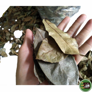 Hojas de guanábana secas y limpias, material vegetal para té de hierbas e ingrediente para bebidas, Vietnam - Product Image 2