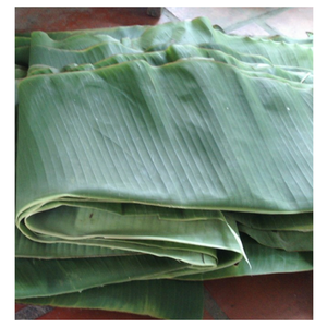 Feuille de bananier fraîche élégante du Vietnam, feuille de bananier naturelle pour servir les aliments, enveloppement écologique, facile à utiliser pour les cuisines chics - Product Image 4