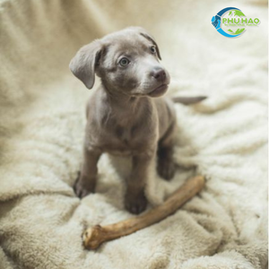 Respetuoso con el medio ambiente para mascotas como perros, gatos, hámsteres,... 100% Exportación de material natural de Vietnam COFFEE MADERA TUG - Product Image 6