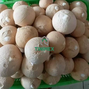 Coco pulido fresco de Vietnam adecuado para países de alto calor - Product Image 6