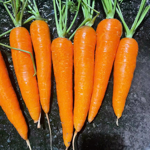 Zanahorias de alta calidad de Vietnam que cumplen con los estándares de exportación en productos agrícolas - Product Image 1