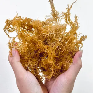 YELLOW EUCHEUMA COTTONII SEAWEED quality products from Vietnam. 100% cheap natural sea products/ Hana