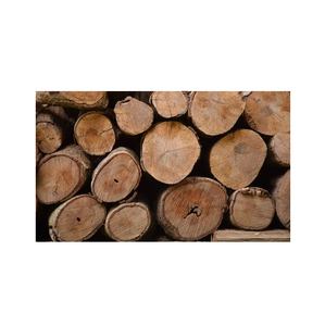 Eucalyptus Wood Logs for Furniture Making – Smooth Grain Hardwood for Manufacturing - Product Image 4