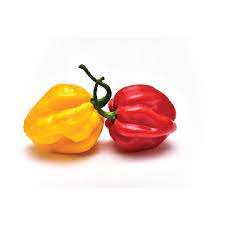 Piments Habanero frais en gros, jaunes, 25 kg, 99 % matures - Product Image 5