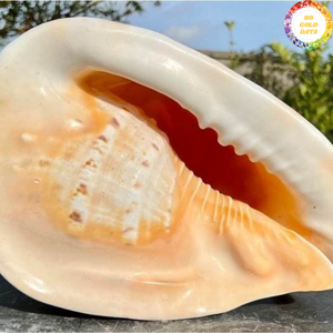 Coquille de Cassis Madagascariensis authentique et naturelle, fabriquée au Vietnam pour la décoration intérieure et les applications de vitrine - Product Image 3