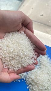 Meilleurs fabricants de riz au Vietnam Japonica Riz Ris RIZ AU JASMIN Arroz Ris arroz de tipo japonica WA0084393250278 - Product Image 2