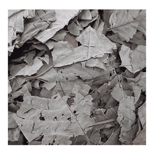 Hojas de Guayaba Secas Premium, Procesadas a partir de Material Vegetal Natural para Rellenar Bolsitas de Té, Vietnam - Product Image 6