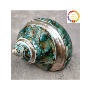 Venta al por mayor de conchas Turbo verdes auténticas conchas marinas decorativas naturales para acuario Boho Hogar y manualidades de regalo - Product Image 1