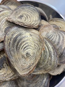 Operculum เปลือกหอย Murex สำหรับน้ำหอม - Product Image 4