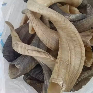 Shofar de Cuerno de Carnero Terminado, Ecológico, Hecho a Mano, Religioso, Año Nuevo, Pulido, India, Amor, Artesanía Natural, Cuerno para Beber - Product Image 4