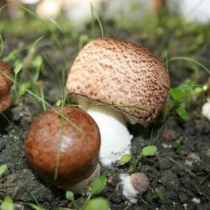 Agaricus Blazei Agaricus Blazei จาก Agaricus Blazei ของแท้จากเวียดนามสำหรับวันหยุดส่งออก - Product Image 6