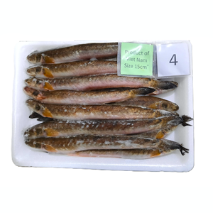 Emballage sous vide de fruits de mer gobies ronds surgelés de qualité supérieure BQF - Product Image 3