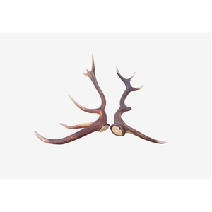 Venta al por mayor Red Deer Antlers Protein Rich Cartílago Bee Ingredientes de origen - Product Image 6