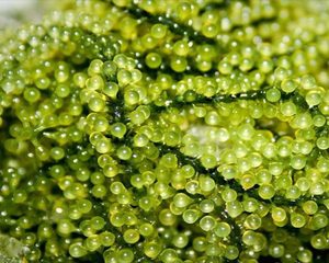 Algues de raisin de mer fraîches de haute qualité 100% sauvages déshydratées, hygiène et sécurité alimentaire, emballage sur demande du client - Product Image 4