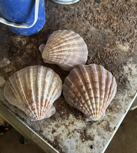 Coquilles Saint-Jacques Naturelles du Vietnam Grandes Coquilles Blanches pour Cadeaux Faits à la Main Fête de Restaurant et Décoration d'Aquarium - Product Image 5