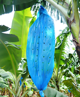 Vente en gros de sacs personnalisés en plastique PP avec housse banane sacs de protection imperméables pour fruits pour l'agriculture