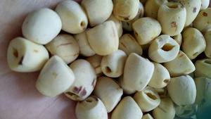 Graines de lotus du Vietnam, en-cas prêts à manger, sucrées et croustillantes/ 100% naturelles/ Graines de lotus au fromage séchées croustillantes/ EN Vrac - Product Image 4