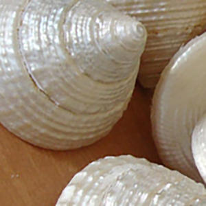 Trochus maculatus polonais poire coquille bijoux technique brute artisanat naturel avec perle polie motif de coquille de mer inspiré piramide - Product Image 2