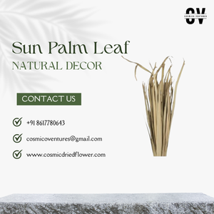 Flor Seca Cósmica de Primera Calidad, Hoja de Palma Solar Orgánica para Decoración de Bodas, Hogar y Oficina, Arreglos Florales Secos, Graduación - Product Image 3