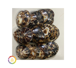 Lippet shell artisanat bijoux écologique fait à la main décoratif naturel en vrac en gros Vietnam Limpet shell fournisseur - Product Image 6