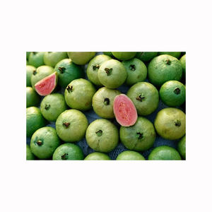 High quality <b>guava</b> fruit <b>fresh</b> sweet tropical produce bulk wholesale exporters farm direct natural - Product Image 4