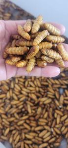 Frozen Silkworm Cocoon 17oz bolsa Producto de alta calidad de Vietnam ANGLE - Product Image 2