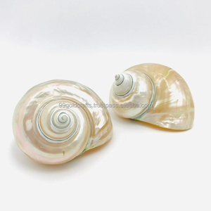 Turbo Marmoratus 10-12cm : Coquille verte polie brillante du Vietnam, idéale pour la création de bijoux et l'artisanat de luxe - Product Image 1