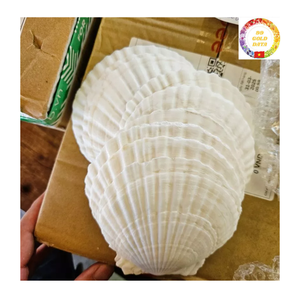 เปลือกหอยหอยเชลล์ธรรมชาติสีขาวขนาดใหญ่สำหรับงานออกแบบของขวัญแฮนด์เมดอุปกรณ์ตกแต่งบ้านแบบ DIY - Product Image 4