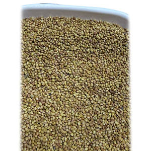 Berseem Clover | Forraje nutritivo para ganado vacuno y ovino - Product Image 2