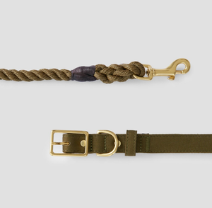 Collar de perro sabueso de cuero verde de alta calidad para galgo y Whippet - Product Image 2