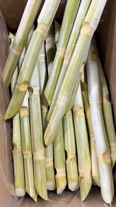 Palitos de Caña de Azúcar Congelados Preparados para la Elaboración de Jugos y Bebidas - Product Image 2