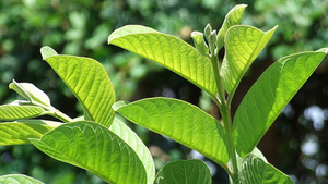 Hoja de guayaba seca natural de proveedor vietnamita - Product Image 6