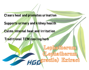 Suministro directo de fábrica HGO de extracto de Lophatherum natural puro (Lophatherum gracile) (grado de alimentos saludables) Especificación 10:1 - Product Image 5