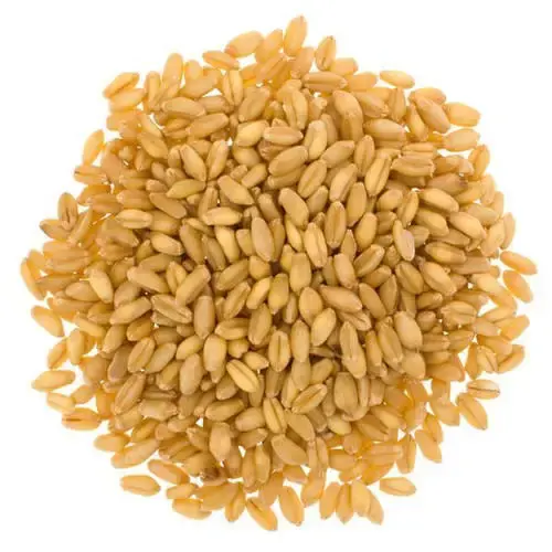 Venta al por mayor de calidad superior a granel paquete de cartón sin OGM grano entero de espelta marrón de alta proteína para la venta