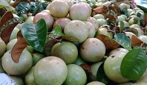 Lo Ren frais étoile pomme fruits tropicaux produits disponibles avec de grandes quantités prêtes à expédier - Product Image 5